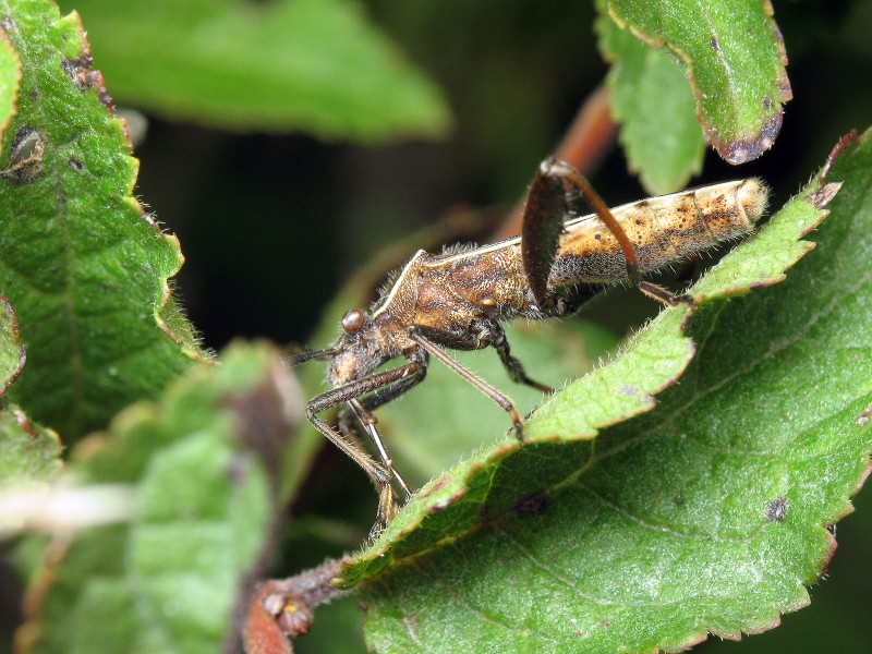 Camptopus lateralis (Germar, 1817)
